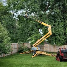 Grass Overseeding in Scotts Valley, CA